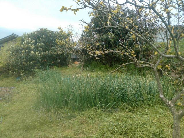 �\�t�B�b�R�����h