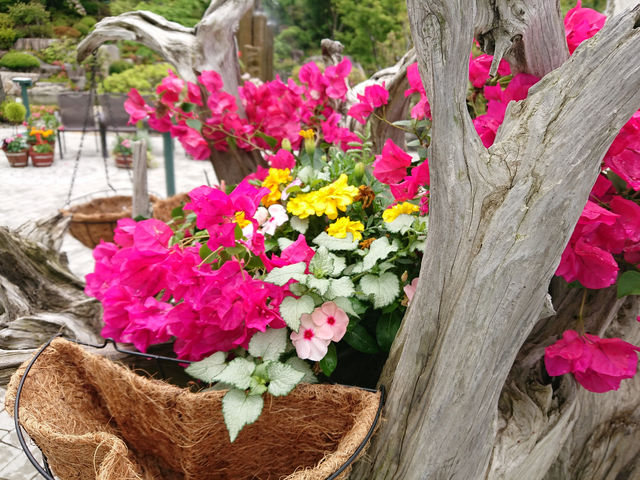�n�[�u�뉀�����L �x�m�͌��Β뉀