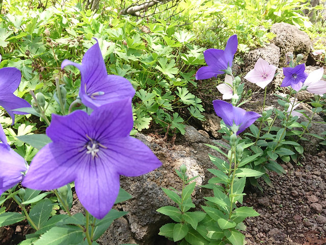 �n�[�u�뉀�����L �x�m�͌��Β뉀