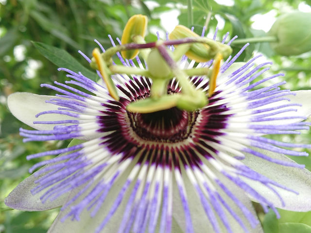 �n�[�u�뉀�����L �x�m�͌��Β뉀