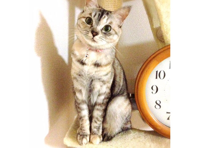 �ŔL�R�R�����(=^x^=)_�K���X�H�[�@Hanacoco