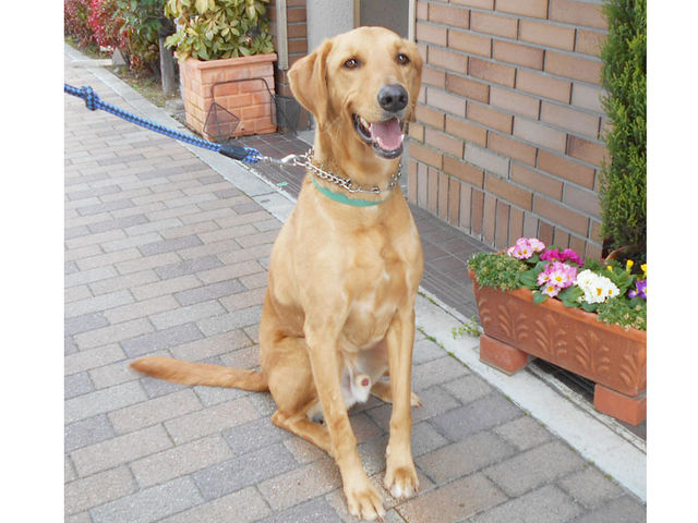 �Ŕ��i�b�cU^�F^U_�K���X�H�[�@Hanacoco