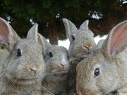 rbgCiO]v쓇qHj̎ʐ^2