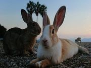 rbgCiO]v쓇qHj̎ʐ^4