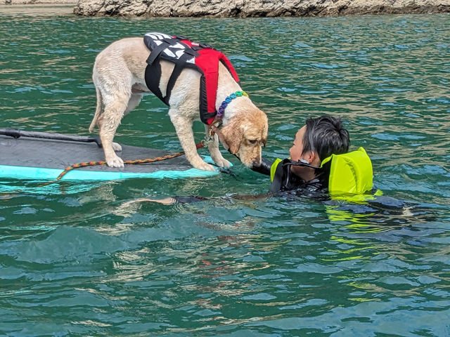 �h�b�O�T�b�v���D�]_RocaRoca�A�N�e�B�r�e�B