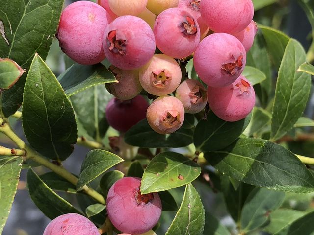 Sachi Blueberry Farm