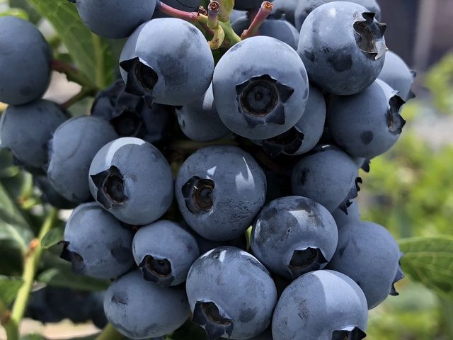 Sachi Blueberry Farm