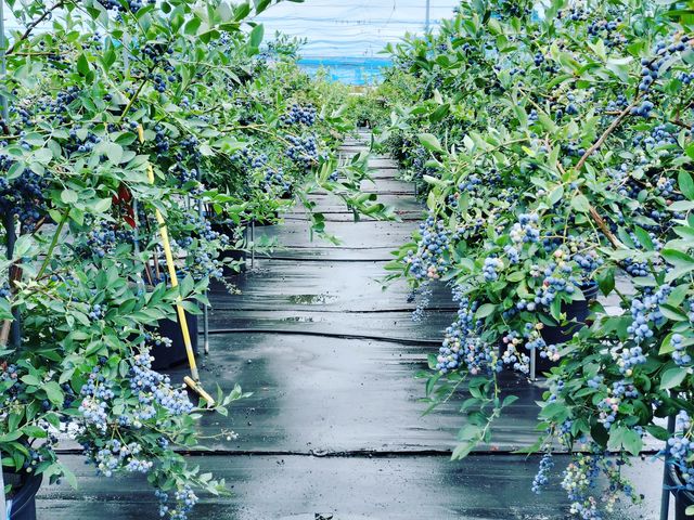 Sachi Blueberry Farm