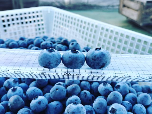 Sachi Blueberry Farm