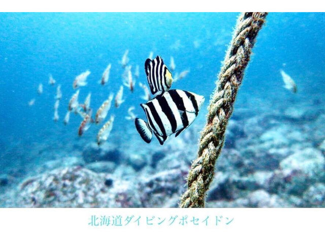 �k�C���̊C�́A�G�߂ɂ���Č���鋛���傫���Ⴂ�܂��B�l�G�܁X�̐����i�F�����y���݉������B_�k�C���_�C�r���O�V���b�v Poseidon