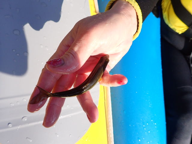 ELEANOR (�G���m�A)