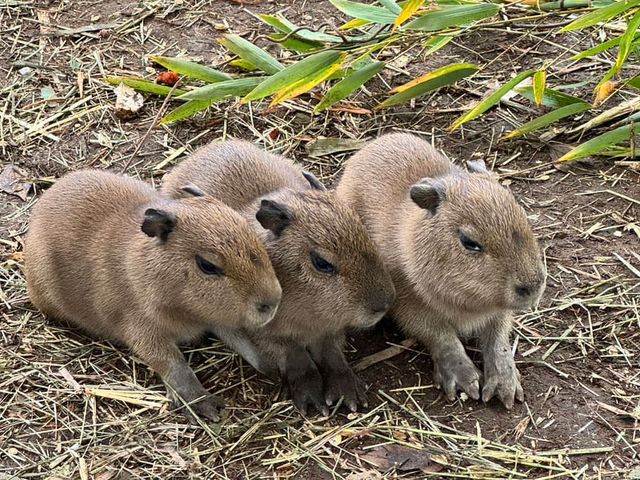 �y�J�s�o���̐Ԃ����z_�����Y�ӂꂠ���ǂ��Ԃ�