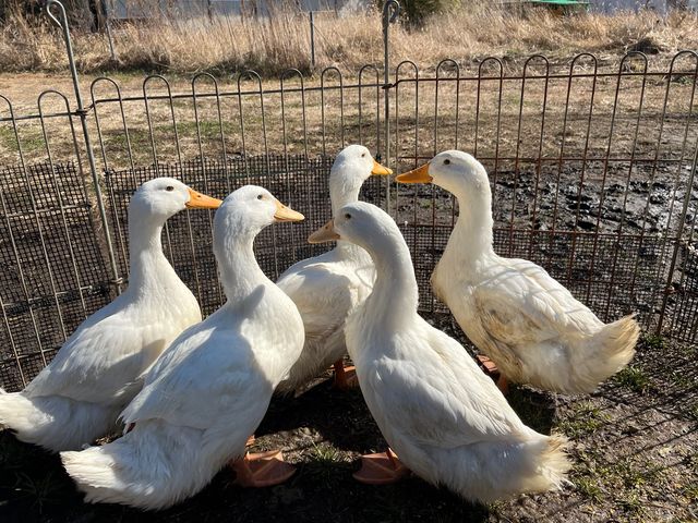 �y�K�`���E�z_�����Y�ӂꂠ���ǂ��Ԃ�