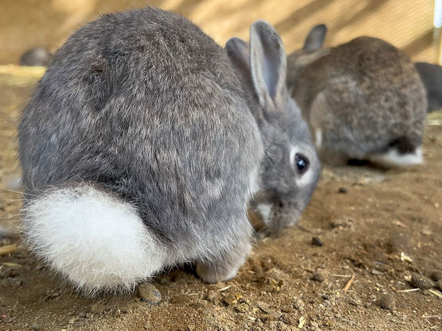 �y�E�T�M�z_�����Y�ӂꂠ���ǂ��Ԃ�