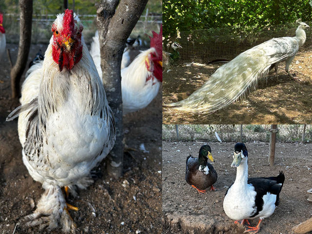 �y�������z�N�W���N�A�j���g���Ȃǂ�������̒������܂��B_�����Y�ӂꂠ���ǂ��Ԃ�