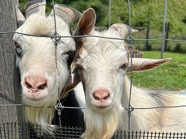 �y���M�z_�����Y�ӂꂠ���ǂ��Ԃ�