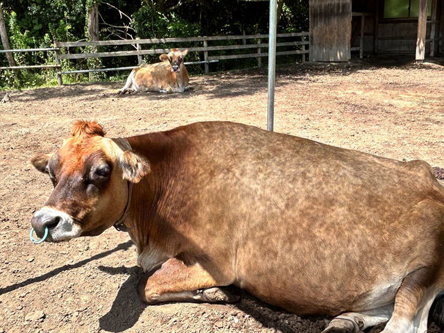 �y�E�V�z_�����Y�ӂꂠ���ǂ��Ԃ�