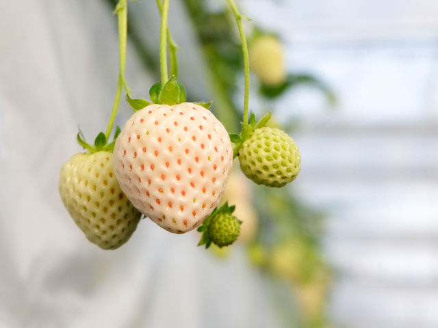 ITADAKI FARM OGORI(����������������)