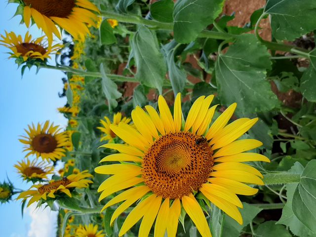 �Ђ܂��_���Ă���