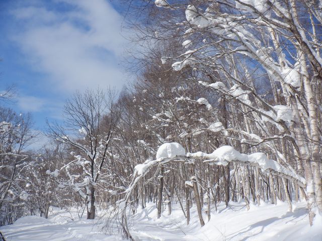 �X�m�[�V���[�͖؂̃g���l�������������Ⴄ_Team Adventure