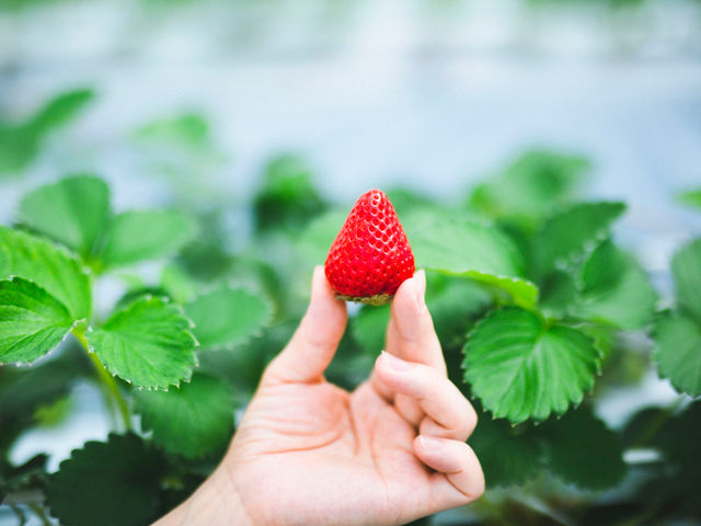 �܂�܃C�`�S��