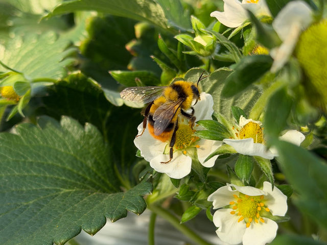 �n�E�X�̒��ɂ͎󕲂�����`�����Ă�����Ă���u�}���n�i�o�`�v�Ƃ����n�`�����܂��B�ƂĂ���l�����n�`�ł��̂ŁA�������Ă��₳����������Ă����Ă��������ˁB_����X�g���x���[�t�@�[��