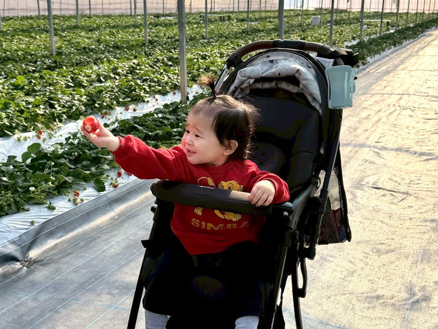 ����X�g���x���[�t�@�[����2�̃v�����ǂ�����x�r�[�J�[�y�X�I���݃n�E�X�ł͎Ԉ֎q�������p���������܂��B_����X�g���x���[�t�@�[��