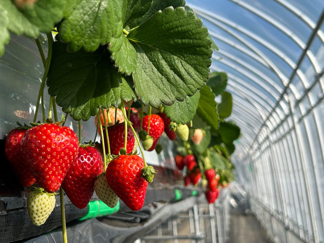 �ߐ{�݂�т̗� �t���[�c�p�[�N�X�̕�