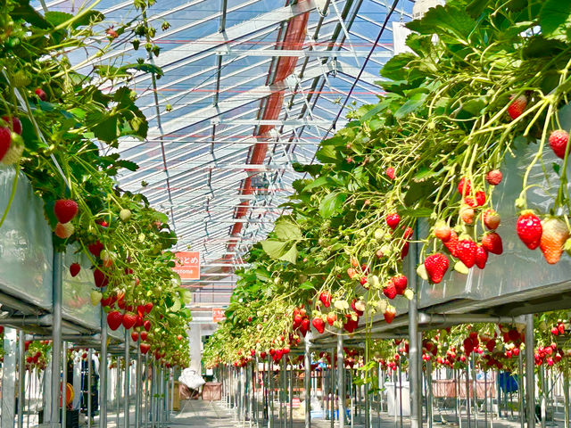 �ߐ{�݂�т̗� �t���[�c�p�[�N�X�̕��̎ʐ^1