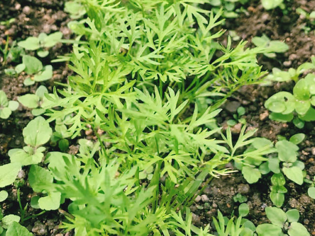 granja rural�@�O�����W�� ������