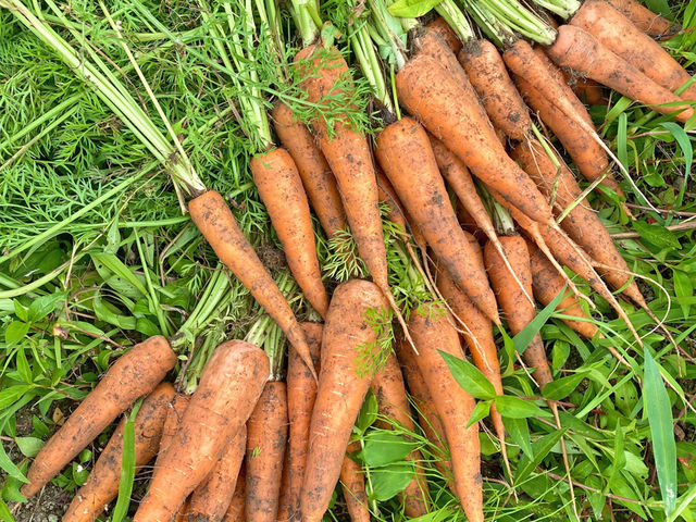 granja rural�@�O�����W�� ������