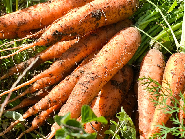 granja rural�@�O�����W�� ������