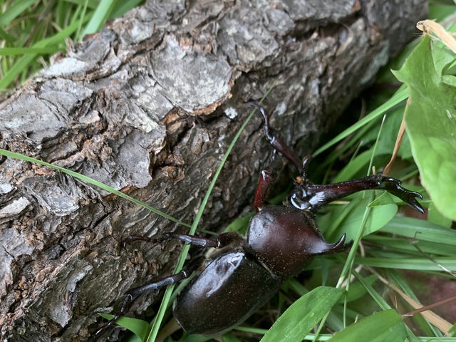 granja rural�@�O�����W�� ������