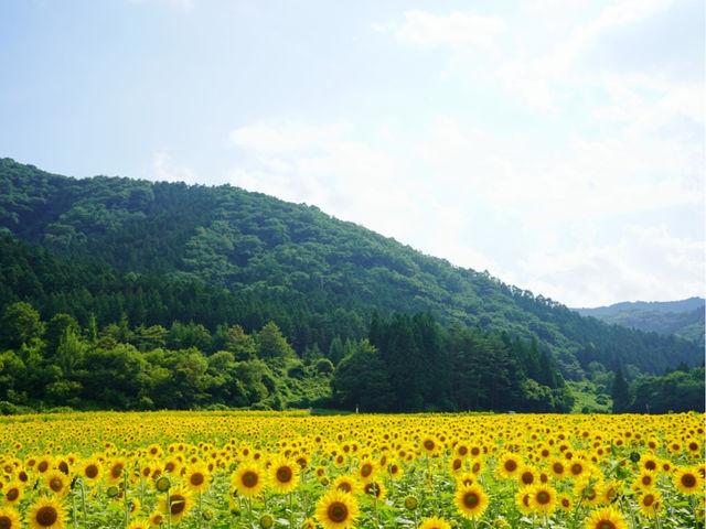 lien���삩��S�L����ɂ���q�}�������A7�����{����W�����{���������ł��B_Lien����