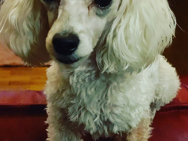 �����P�C�̊Ŕ��̃����u�N�A��������lien����̎x�z�l�ł���_Lien����