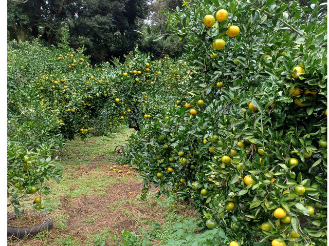 �ѓ��݂���