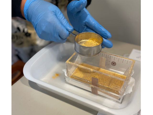 Camomille Matricaire