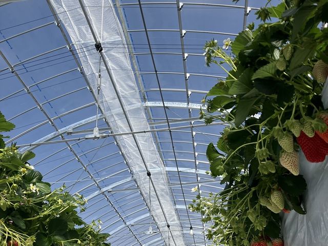 ���̂͂炢������