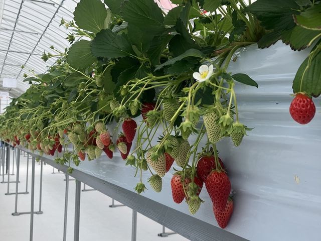 ���̂͂炢������