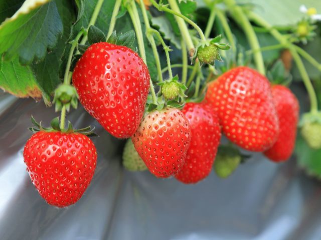 �����߃t�@�[��