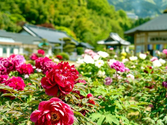 �������̂ڂ���̎ʐ^1