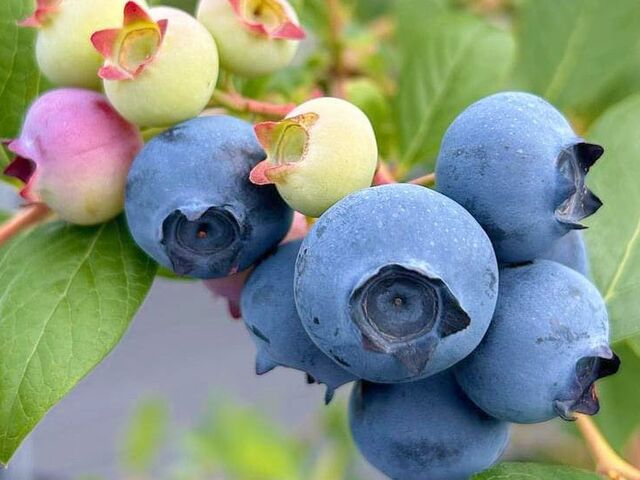 �߉��BLUEBERRY �݂��_���̎ʐ^1