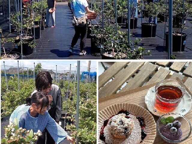 �߉��BLUEBERRY �݂��_��