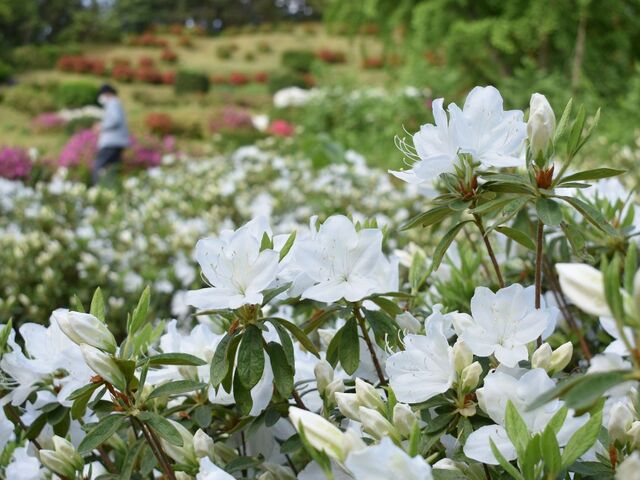 �����R�����̎ʐ^1