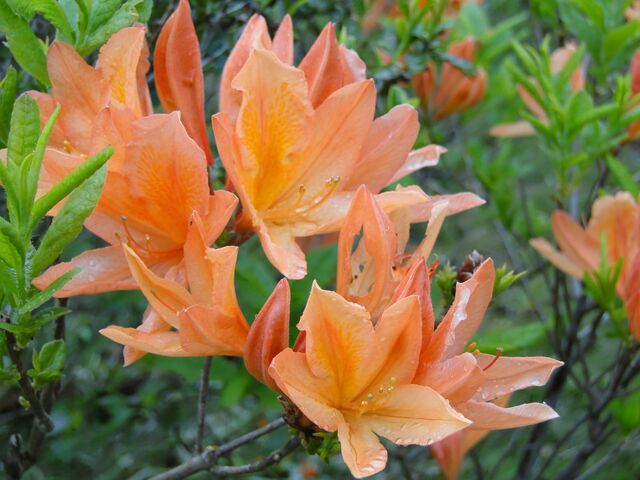 �����R����