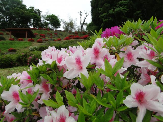 �����R����