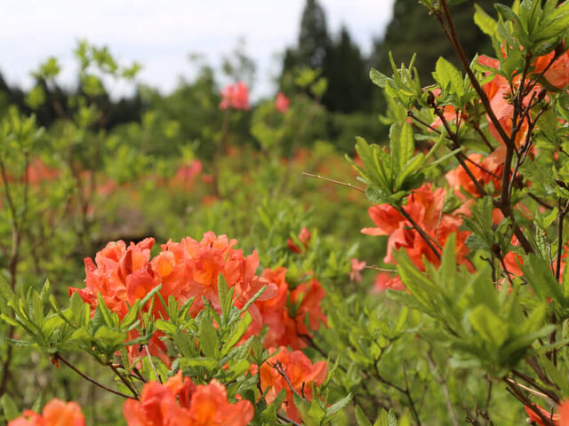 ���������̎ʐ^1