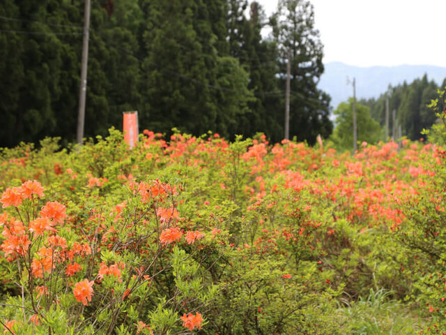 ��������