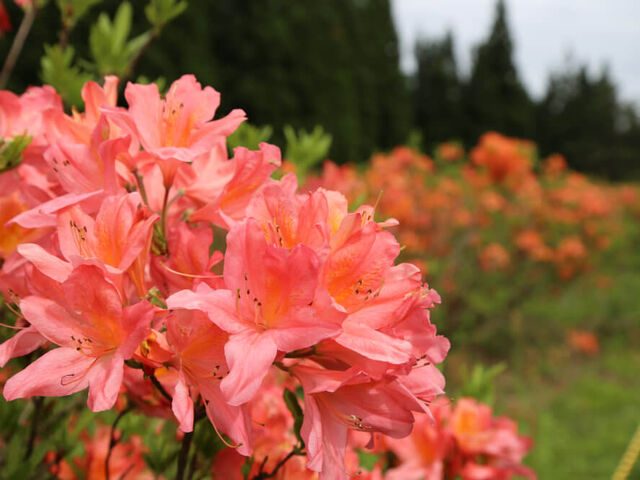 ��������