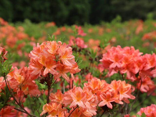 ��������